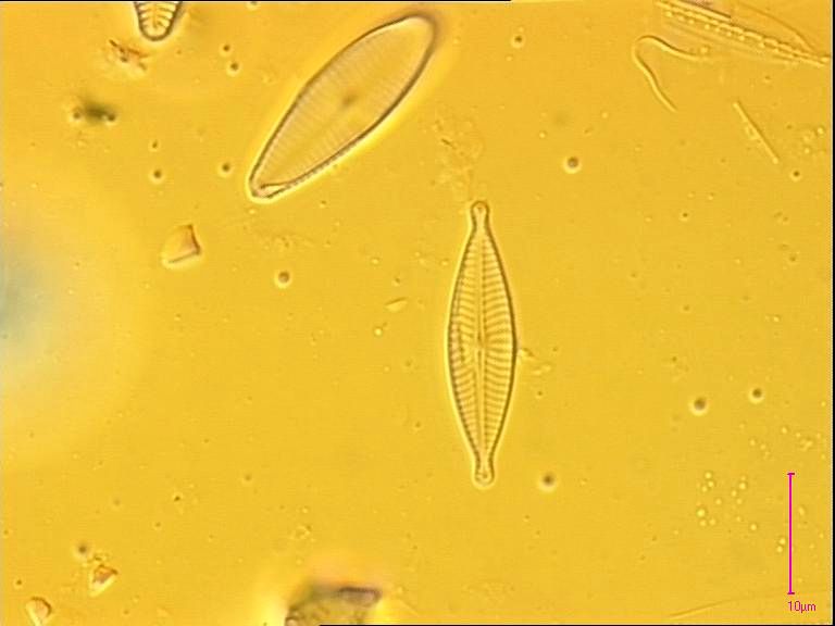 Navicula cryptofallax, Lange-Bertalot & Hofmann, 1993 | Sandre 
